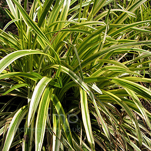 Liriope Muscari 'Gold-Banded' - Lily Turtf,  Muscari