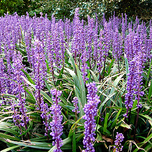 Liriope Platyphyllus - Lily Turf