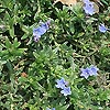 Lithodora Diffusa - Star