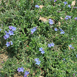 Lithodora Diffusa