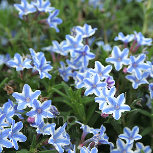 Lithodora Diffusa 'Star'