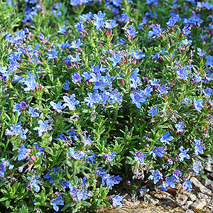 Lithodora Diffusa Heavenly Blue