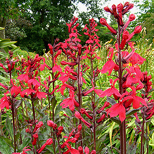 Lobelia Cardinalis 'Queen Victoria'