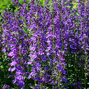 Lobelia Speciosa 'Vedrariensis'