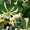 Lonicera Periclymenum - Graham Thomas