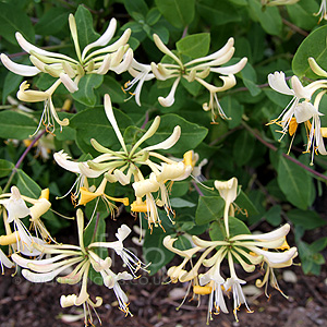 Lonicera Periclymenum 'Graham Thomas' - Honeysuckle, Lonicera