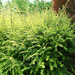 Lonicera Nitida 'Baggesen's Gold'