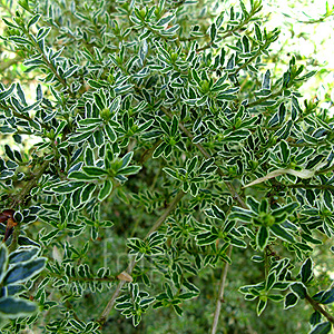 Lonicera Nitida 'Silver Beauty' - Shrubby Lonicera
