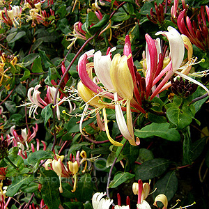 Lonicera Periclymenum 'Serotina Florida' - Honey  Suckle