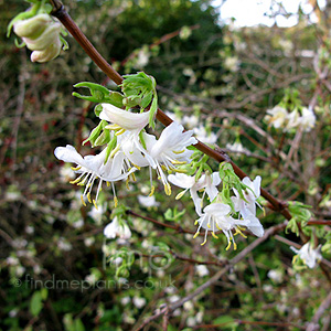 Lonicera 'Winter Beauty'