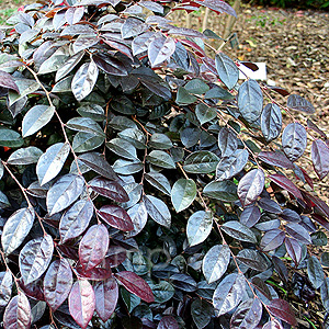 Loropetalum 'Fire Dance'