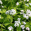 Lunaria Rediviva