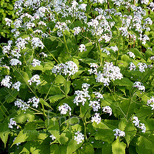 Lunaria Rediviva - Honesty