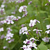 Lunaria Rediviva