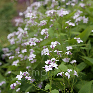 Lunaria Rediviva - Honesty, Luaria