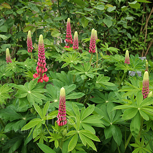 Lupinus 'My Castle'