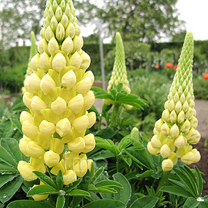 Lupinus 'Desert Sun'