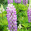 Lupinus - Gallery Blue