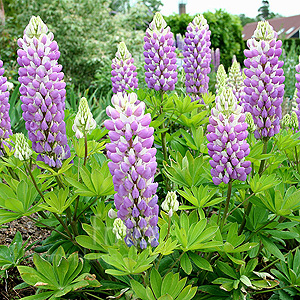 Lupinus 'Gallery Blue' - Lupin