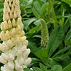 Lupinus - ,Noble Maiden