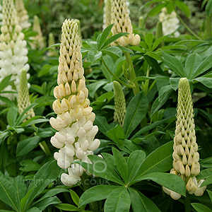 Lupinus ,Noble Maiden'