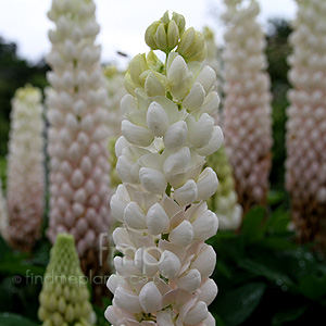 Lupinus 'Polar Princess' - Lupin, Lupinus