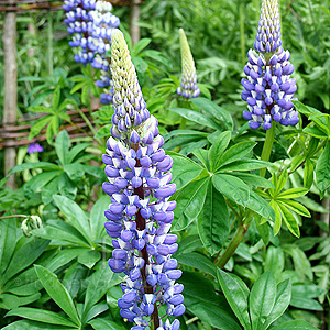Lupinus The Governor 'The Governor'