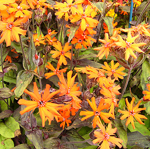 Lychnis X Arkwrightii 'Vesurius' - Arkwright's Catchfly