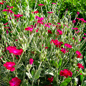 Lychnis Coronaria