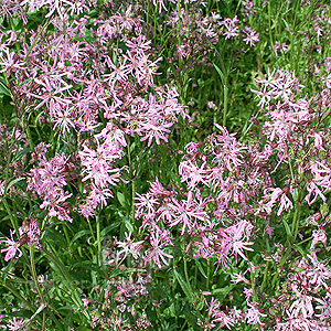 Lychnis Flos-Cuculi - Ragged Robin