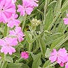 Lychnis Flos-Jovis