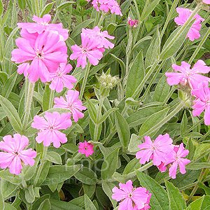 Lychnis Flos-Jovis - Jobs Flower