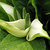 Lysichiton Americanus - camschatcensis