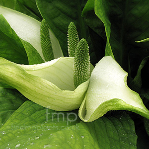 Lysichiton Americanus camschatcensis - Bog Arum, Skunk Cabbage