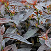 Lysimachia Ciliata - Firecracker