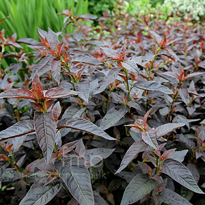 Lysimachia Ciliata 'Firecracker'