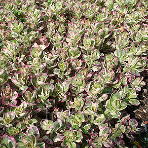 Lysimachia Punctata 'Alexander' - Loosestrife