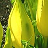 Lysichiton Americanus