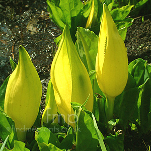 Lysichiton Americanus - Skunk Cabbage, Lysichiton