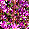 Lythrum Virgatum - Dropmore Purple