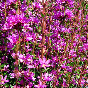 Lythrum Virgatum 'Dropmore Purple'