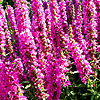 Lythrum Salicaria - Feuerkerze