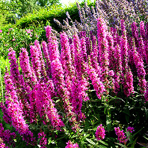 Lythrum Salicaria 'Feuerkerze'