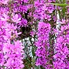 Lythrum Virgatum - Dropmore Purple