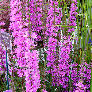 Lythrum Virgatum