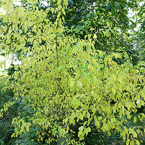 Macilura Pomifera - Osage Orange