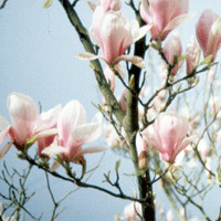 Magnolia X Soulangeana - Lily Tree