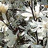 Magnolia Stellata