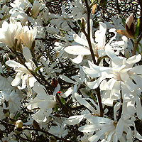 Magnolia Stellata - Lily Tree