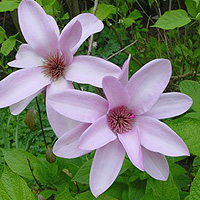 Magnolia 'Apollo' - Magnolia